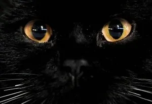 котячі очі