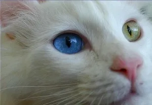котячі очі