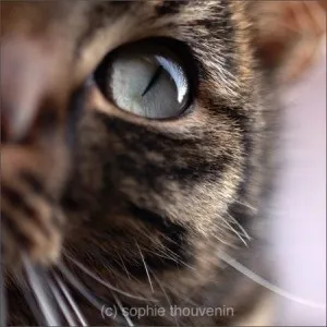 котячі очі
