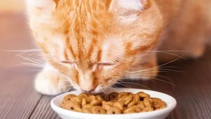 Корм для кастрованих котів, ніж годувати, сухий корм (котів) Корм для кастрованих котів, ніж годувати, сухий корм