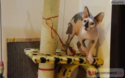 Корм для кішок royal canin kitten для кошенят від 4-х місяців - «проблеми, які з'являються не відразу (кішок) Корм для кішок royal canin kitten для кошенят від 4-х місяців - «проблеми, які з'являються не відразу