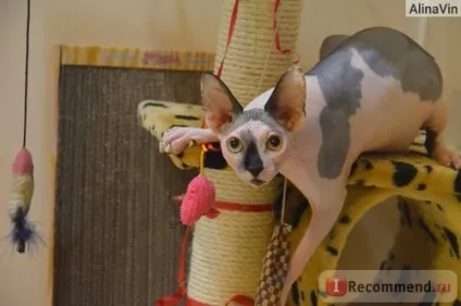 Корм для кішок royal canin kitten для кошенят від 4-х місяців - «проблеми, які з'являються не відразу (royal) Корм для кішок royal canin kitten для кошенят від 4-х місяців - «проблеми, які з'являються не відразу