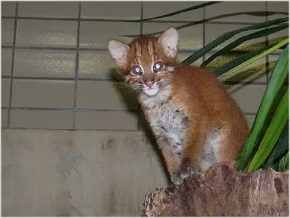 Азіатська золотиста кішка (азіатська золота кішка) фото, відео, ціна, опис породи (фото) Азіатська золотиста кішка (азіатська золота кішка) фото, відео, ціна, опис породи