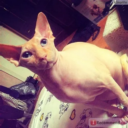 Корм для кішок royal canin kitten для кошенят від 4-х місяців - «проблеми, які з'являються не відразу (кішок) Корм для кішок royal canin kitten для кошенят від 4-х місяців - «проблеми, які з'являються не відразу