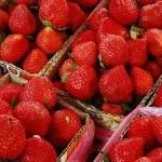 Червона смородина догляд і вирощування, розмноження (розмноження) Червона смородина догляд і вирощування, розмноження
