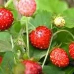 Червона смородина догляд і вирощування, розмноження (догляд) Червона смородина догляд і вирощування, розмноження