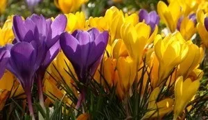 Крокуси у відкритому грунті опис і різновиди квітів з фото, особливості посадки, вирощування (опис) Крокуси у відкритому грунті опис і різновиди квітів з фото, особливості посадки, вирощування