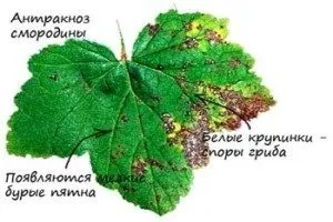 Червона смородина - посадка, догляд і розмноження (червона смородина вирощування і догляд) Червона смородина - посадка, догляд і розмноження
