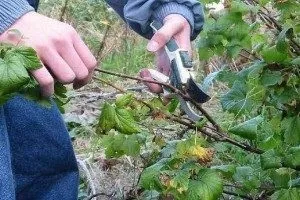Червона смородина - посадка, догляд і розмноження (великоплідні сорти червоної смородини) Червона смородина - посадка, догляд і розмноження