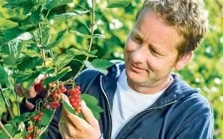 Червона смородина догляд і вирощування, розмноження (червона) Червона смородина догляд і вирощування, розмноження
