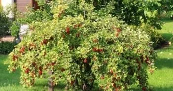 Червона смородина догляд і вирощування, розмноження (догляд) Червона смородина догляд і вирощування, розмноження