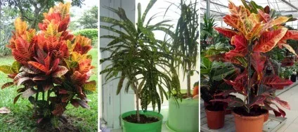 Кротон догляд в домашніх умовах строкатий кодіеум