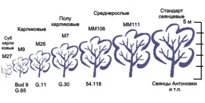 Міцний підщепу для яблуні - поради по вирощуванню (підщепу) Міцний підщепу для яблуні - поради по вирощуванню