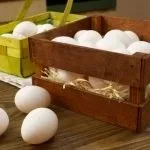 Кури голошейкі характеристика, опис, гідності породи (характеристика) Кури голошейкі характеристика, опис, гідності породи