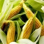 Кукурудза склад, користь і властивості, кукурудзяна дієта, консервована кукурудза (кукурудзяна) Кукурудза склад, користь і властивості, кукурудзяна дієта, консервована кукурудза