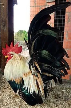 Кури породи шабо, карликові кури шабо, японська бентамки, japanese bantam, chabo (карликові кури шабо) Кури породи шабо, карликові кури шабо, японська бентамки, japanese bantam, chabo