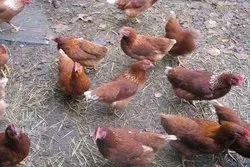 Кури шейвер опис породи з фото, відгуки - кури, форум про розведення і утримання свійської птиці (породи) Кури шейвер опис породи з фото, відгуки - кури, форум про розведення і утримання домашньої птиці
