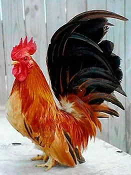 Кури породи шабо, карликові кури шабо, японська бентамки, japanese bantam, chabo (карликові) Кури породи шабо, карликові кури шабо, японська бентамки, japanese bantam, chabo