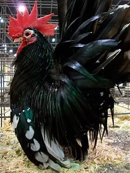 Кури породи шабо, карликові кури шабо, японська бентамки, japanese bantam, chabo (шабо) Кури породи шабо, карликові кури шабо, японська бентамки, japanese bantam, chabo