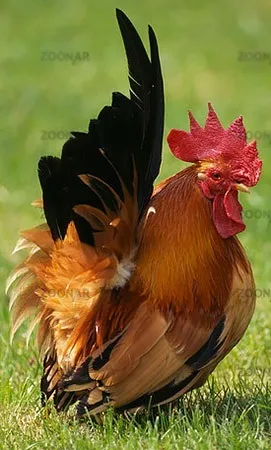 Кури породи шабо, карликові кури шабо, японська бентамки, japanese bantam, chabo (japanese bantam) Кури породи шабо, карликові кури шабо, японська бентамки, japanese bantam, chabo