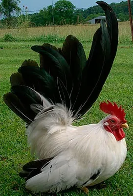 Кури породи шабо, карликові кури шабо, японська бентамки, japanese bantam, chabo (кури) Кури породи шабо, карликові кури шабо, японська бентамки, japanese bantam, chabo