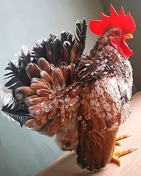 Кури породи шабо, карликові кури шабо, японська бентамки, japanese bantam, chabo (японська бентамки) Кури породи шабо, карликові кури шабо, японська бентамки, japanese bantam, chabo