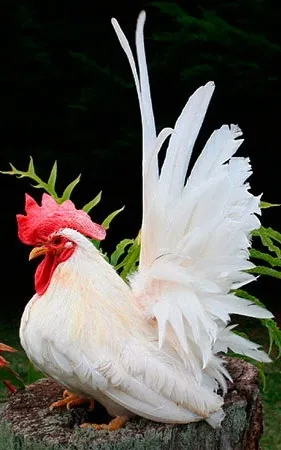 Кури породи шабо, карликові кури шабо, японська бентамки, japanese bantam, chabo (japanese bantam) Кури породи шабо, карликові кури шабо, японська бентамки, japanese bantam, chabo