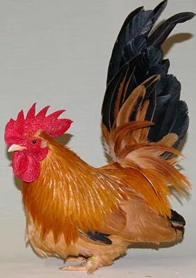 Кури породи шабо, карликові кури шабо, японська бентамки, japanese bantam, chabo (кури породи шабо) Кури породи шабо, карликові кури шабо, японська бентамки, japanese bantam, chabo