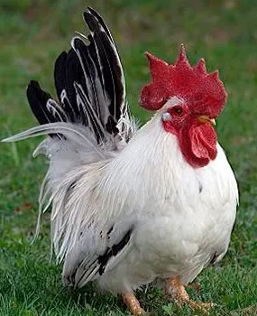 Кури породи шабо, карликові кури шабо, японська бентамки, japanese bantam, chabo (японська) Кури породи шабо, карликові кури шабо, японська бентамки, japanese bantam, chabo