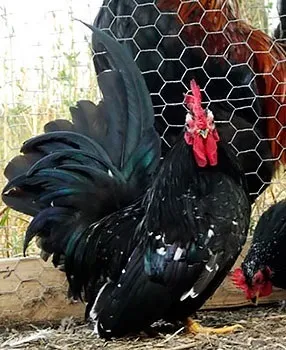 Кури породи шабо, карликові кури шабо, японська бентамки, japanese bantam, chabo (кури породи шабо) Кури породи шабо, карликові кури шабо, японська бентамки, japanese bantam, chabo