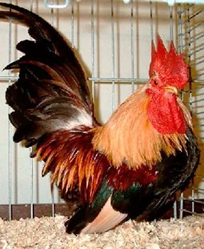 Кури породи шабо, карликові кури шабо, японська бентамки, japanese bantam, chabo (japanese bantam) Кури породи шабо, карликові кури шабо, японська бентамки, japanese bantam, chabo