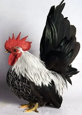 Кури породи шабо, карликові кури шабо, японська бентамки, japanese bantam, chabo (шабо) Кури породи шабо, карликові кури шабо, японська бентамки, japanese bantam, chabo