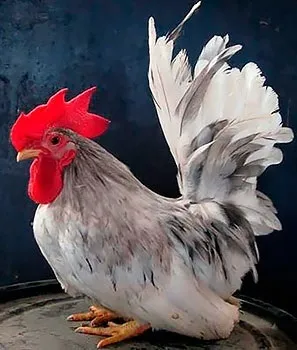 Кури породи шабо, карликові кури шабо, японська бентамки, japanese bantam, chabo (японська бентамки) Кури породи шабо, карликові кури шабо, японська бентамки, japanese bantam, chabo