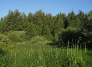 Кулички - що за слово, український фольклор (слово) Кулички - що за слово, український фольклор