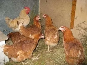 Кури шейвер браун характеристика, опис породи, фото та відгуки