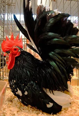 Кури породи шабо, карликові кури шабо, японська бентамки, japanese bantam, chabo (породи) Кури породи шабо, карликові кури шабо, японська бентамки, japanese bantam, chabo