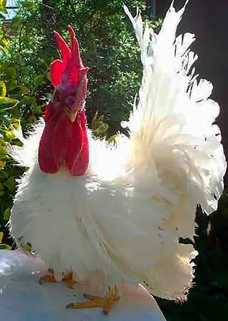 Кури породи шабо, карликові кури шабо, японська бентамки, japanese bantam, chabo (japanese bantam) Кури породи шабо, карликові кури шабо, японська бентамки, japanese bantam, chabo