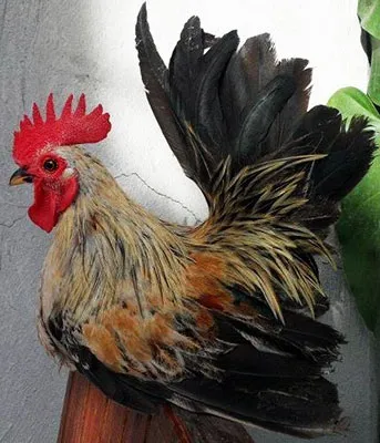 Кури породи шабо, карликові кури шабо, японська бентамки, japanese bantam, chabo (japanese bantam) Кури породи шабо, карликові кури шабо, японська бентамки, japanese bantam, chabo