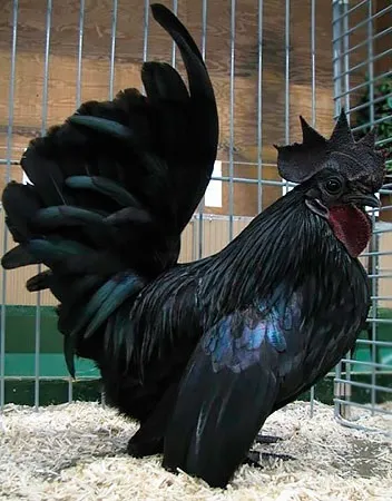 Кури породи шабо, карликові кури шабо, японська бентамки, japanese bantam, chabo (кури) Кури породи шабо, карликові кури шабо, японська бентамки, japanese bantam, chabo