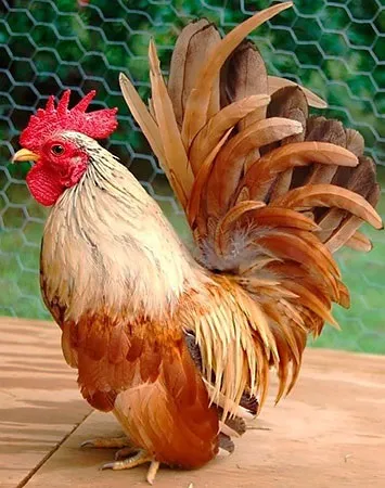 Кури породи шабо, карликові кури шабо, японська бентамки, japanese bantam, chabo (кури породи шабо) Кури породи шабо, карликові кури шабо, японська бентамки, japanese bantam, chabo
