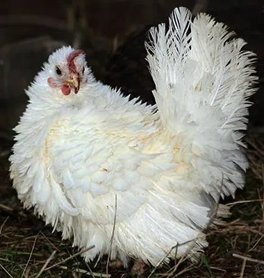 Кури породи шабо, карликові кури шабо, японська бентамки, japanese bantam, chabo (японська бентамки) Кури породи шабо, карликові кури шабо, японська бентамки, japanese bantam, chabo