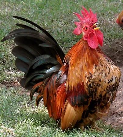 Кури породи шабо, карликові кури шабо, японська бентамки, japanese bantam, chabo (японська бентамки) Кури породи шабо, карликові кури шабо, японська бентамки, japanese bantam, chabo