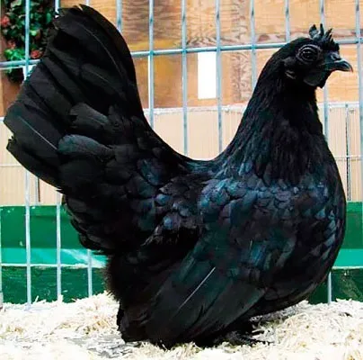 Кури породи шабо, карликові кури шабо, японська бентамки, japanese bantam, chabo (карликові кури шабо) Кури породи шабо, карликові кури шабо, японська бентамки, japanese bantam, chabo