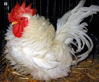 Кури породи шабо, карликові кури шабо, японська бентамки, japanese bantam, chabo (японська) Кури породи шабо, карликові кури шабо, японська бентамки, japanese bantam, chabo
