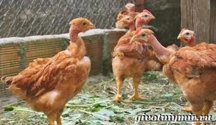 курка голошейка