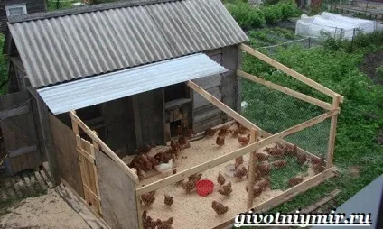 курка голошейка