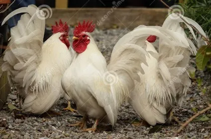 Кури породи шабо, карликові кури шабо, японська бентамки, japanese bantam, chabo (japanese bantam) Кури породи шабо, карликові кури шабо, японська бентамки, japanese bantam, chabo