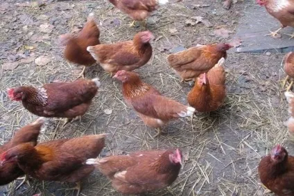Кури породи шейвер браун і білі - опис, фото і відео (шейвер) Кури породи шейвер браун і білі - опис, фото і відео