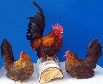 Кури породи шабо, карликові кури шабо, японська бентамки, japanese bantam, chabo (шабо) Кури породи шабо, карликові кури шабо, японська бентамки, japanese bantam, chabo