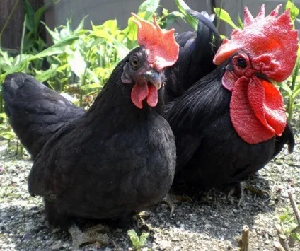 Кури породи шабо, карликові кури шабо, японська бентамки, japanese bantam, chabo (японська бентамки) Кури породи шабо, карликові кури шабо, японська бентамки, japanese bantam, chabo